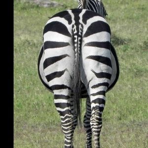 Meet your Posher, Lucas